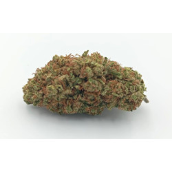 Amnesia Og 100g