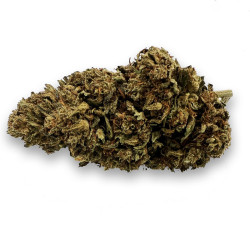 Super Lemon Haze Outdoor