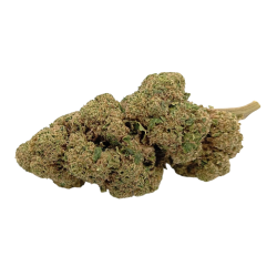 Choco Buds Premium