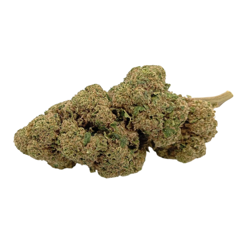 Choco Buds Premium