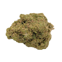 Gelato Premium