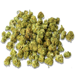 Small Buds Premium GP5