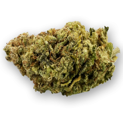 Northern Lights Premium